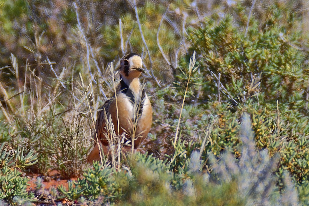 Inland Dotterel - ML602630991