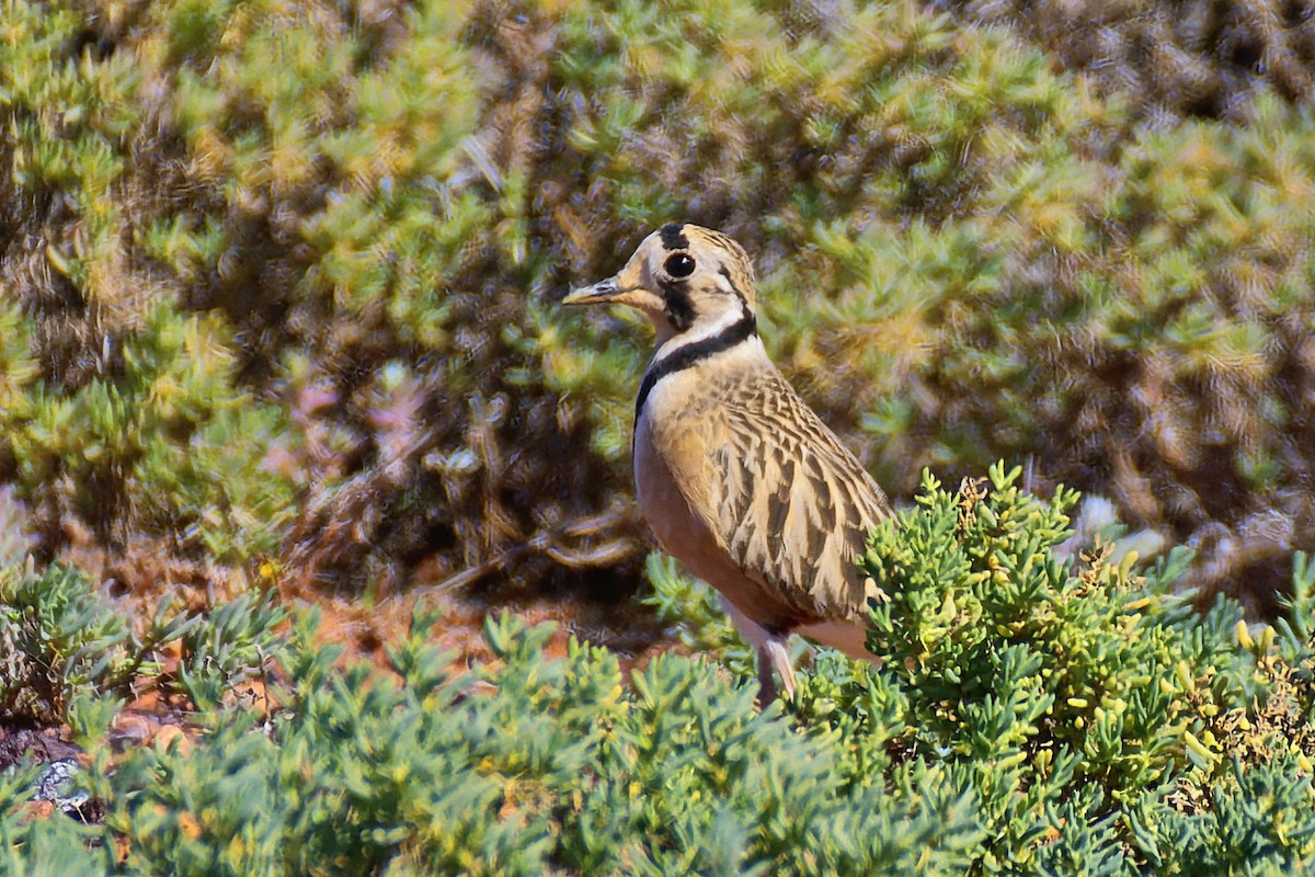 Inland Dotterel - ML602631011