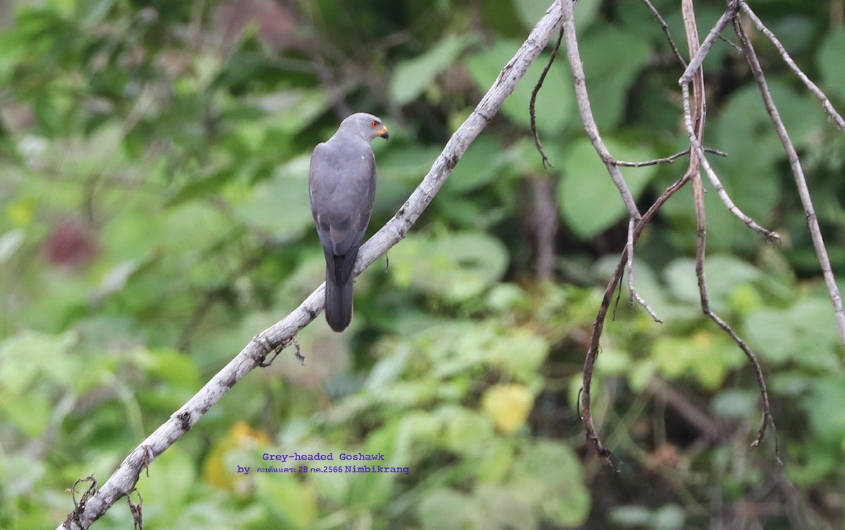 Gray-headed Goshawk - ML602631741