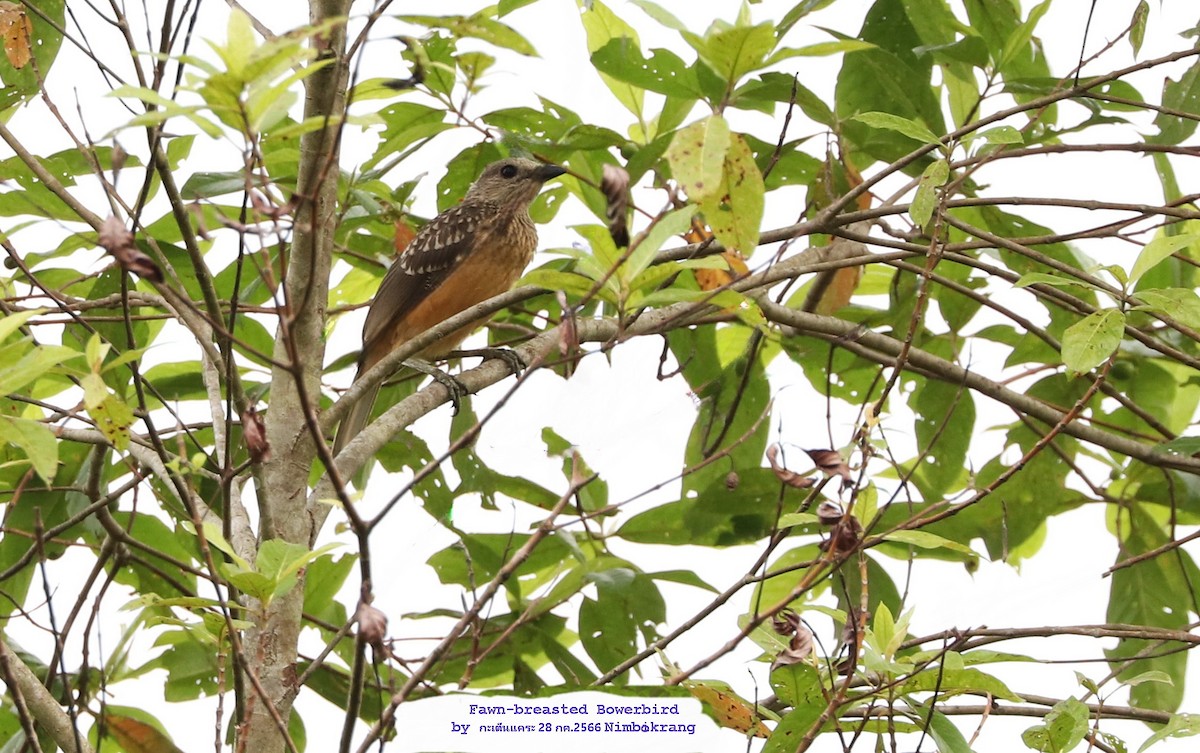 Fawn-breasted Bowerbird - ML602631781