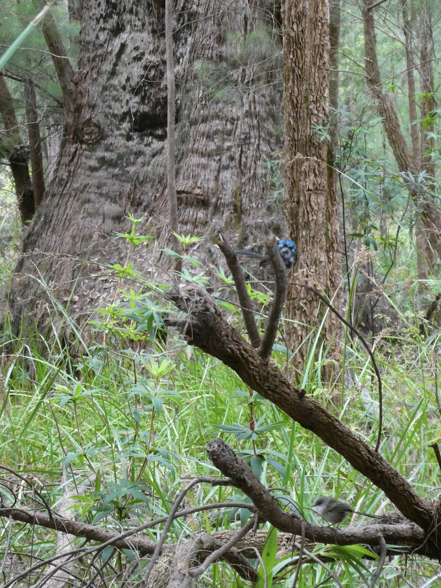 Red-winged Fairywren - ML602632311