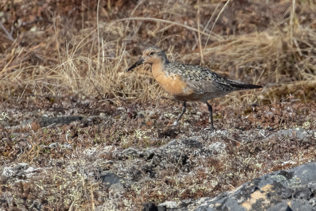 Red Knot - ML602632431