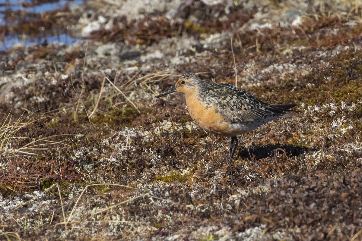 Red Knot - ML602632451