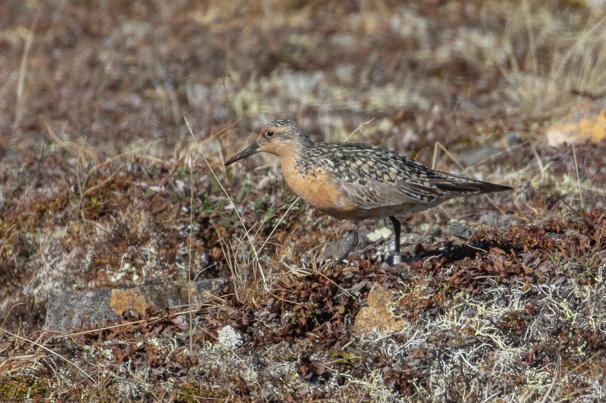 Red Knot - ML602632461