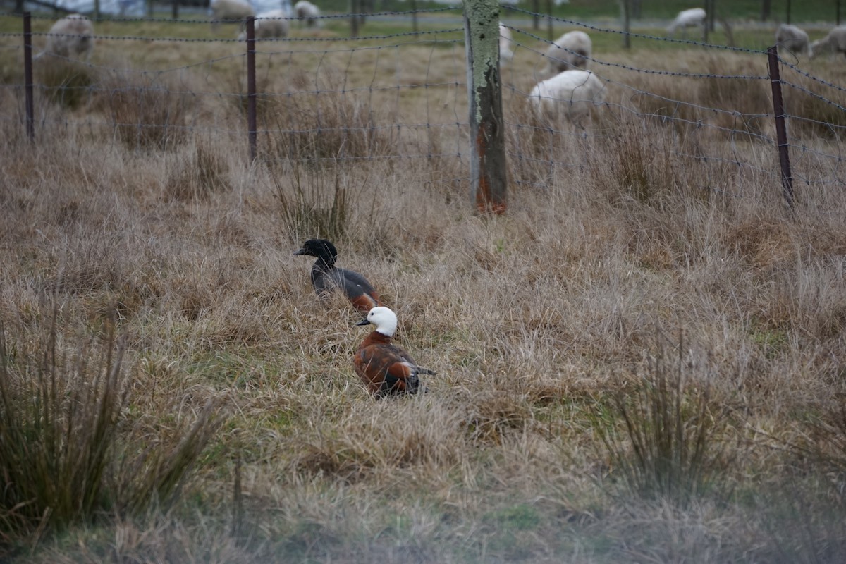 Paradise Shelduck - Jason Bassett