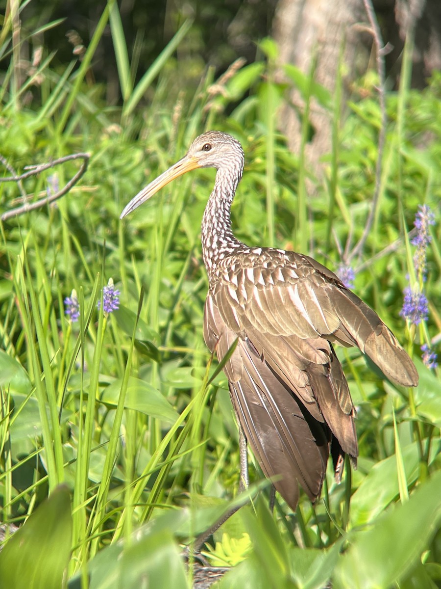 Limpkin - ML602632861