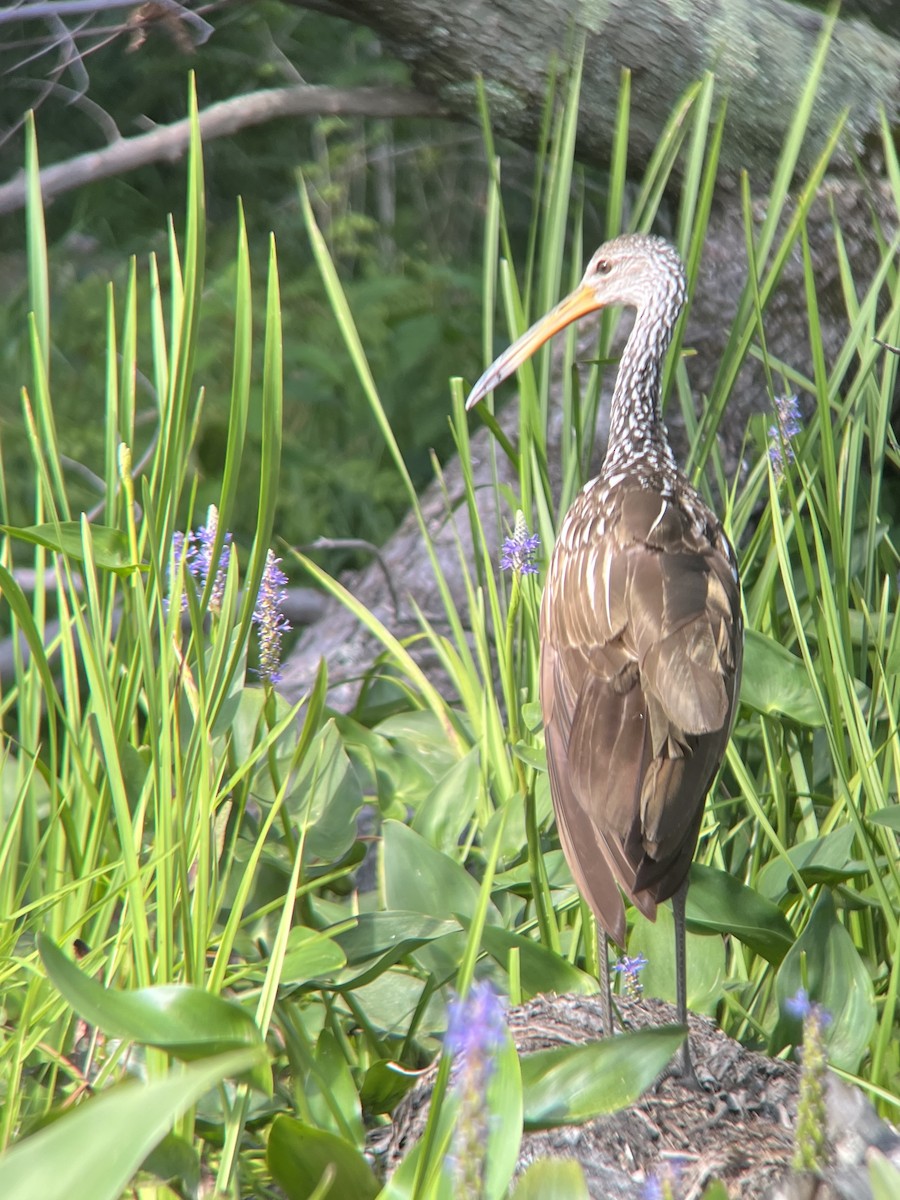 Limpkin - ML602632871