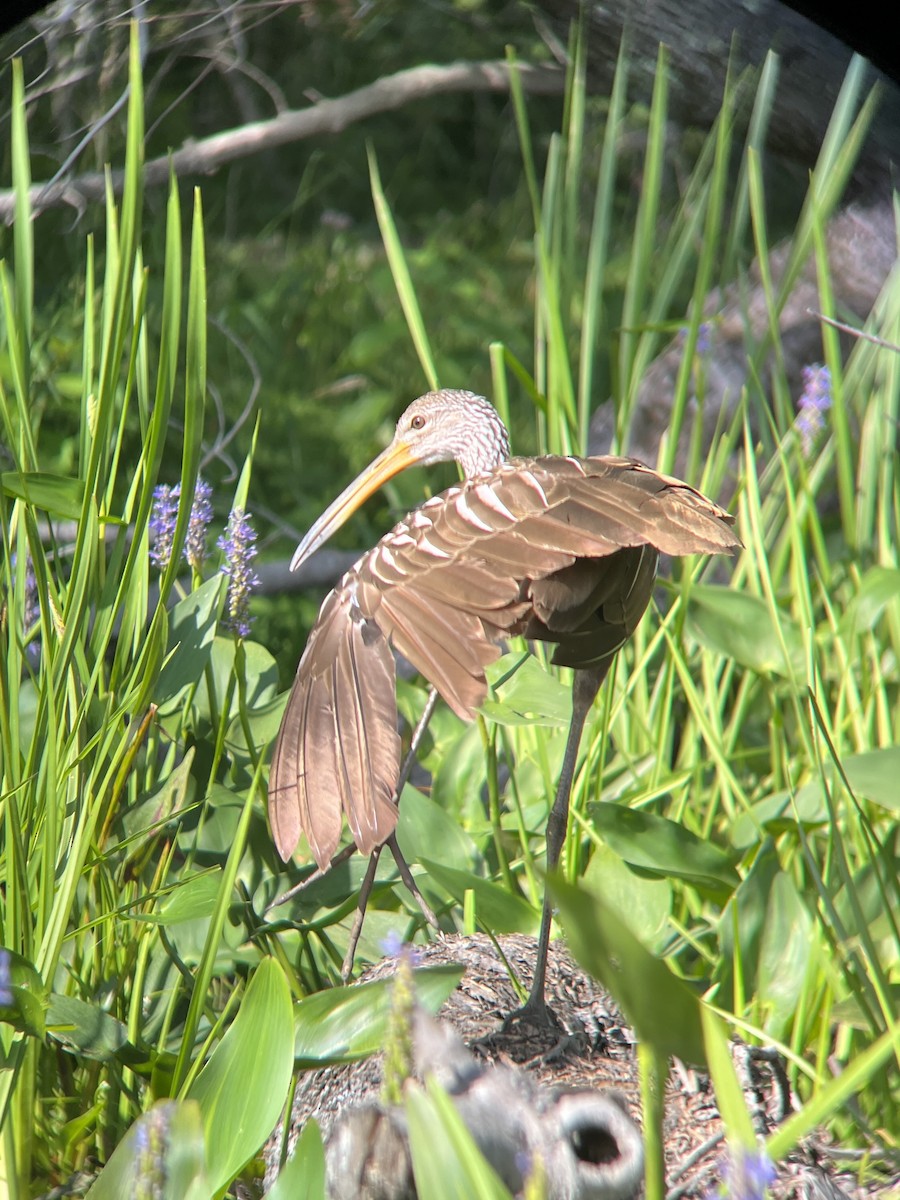 Limpkin - ML602632881