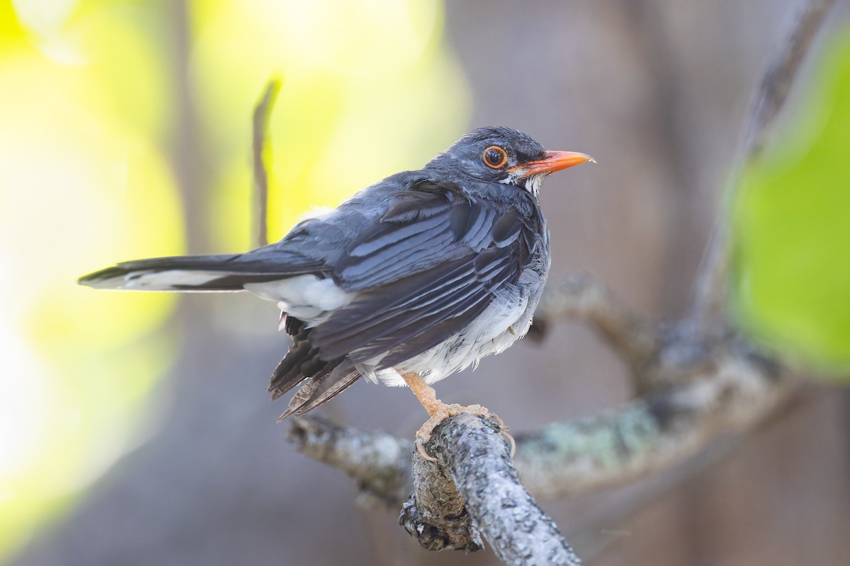 Red-legged Thrush - Ryan Sanderson