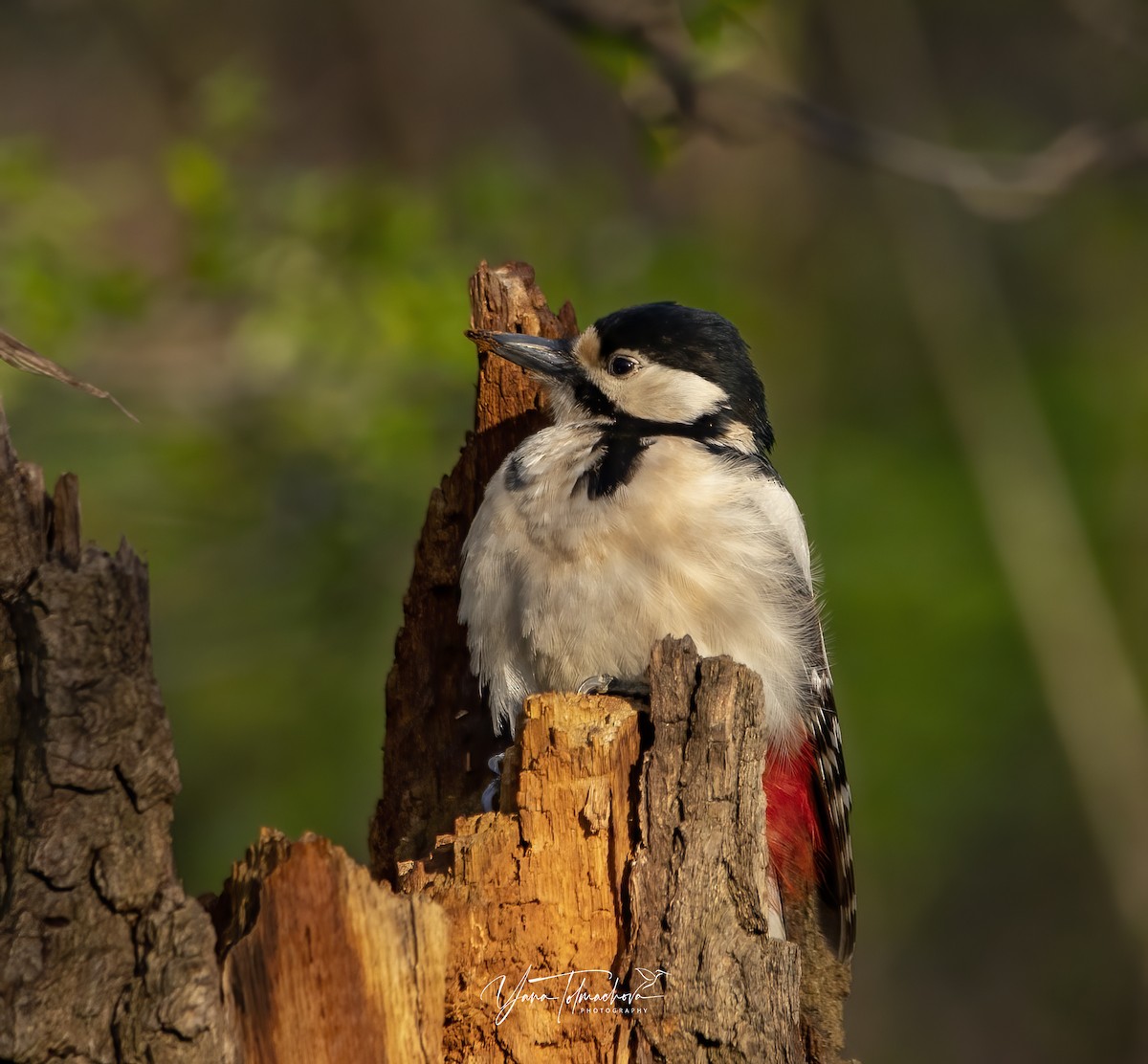 Great Spotted Woodpecker - ML602633941