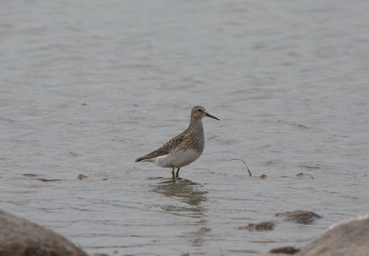 Орог элсэг - ML602635741
