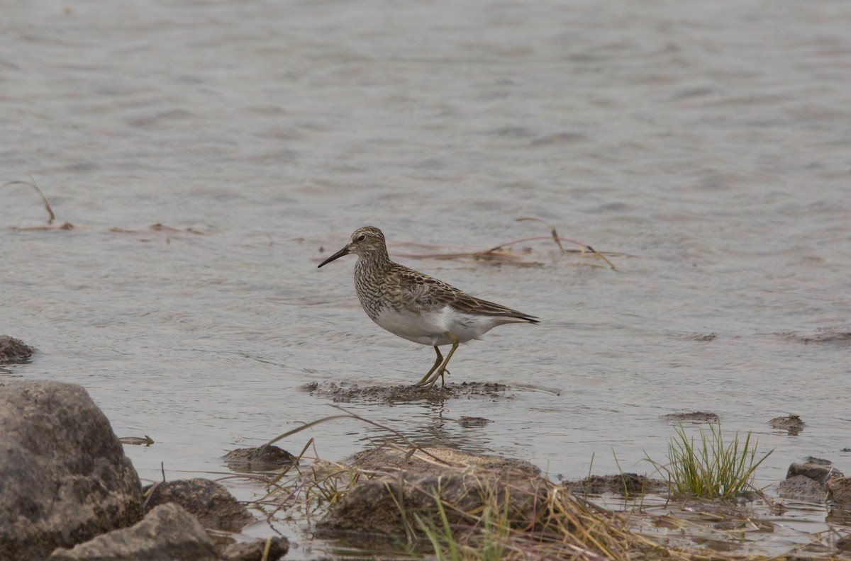 Орог элсэг - ML602635751