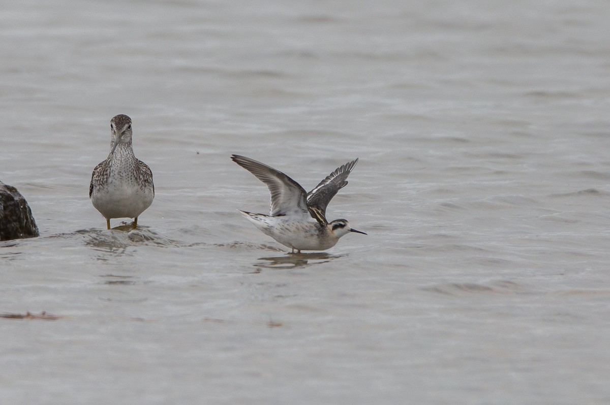 Нарийн сэлээхэй - ML602635811