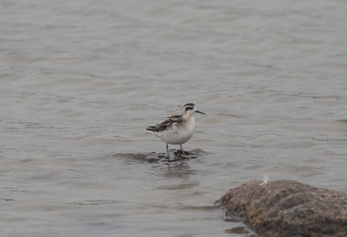 Нарийн сэлээхэй - ML602635821