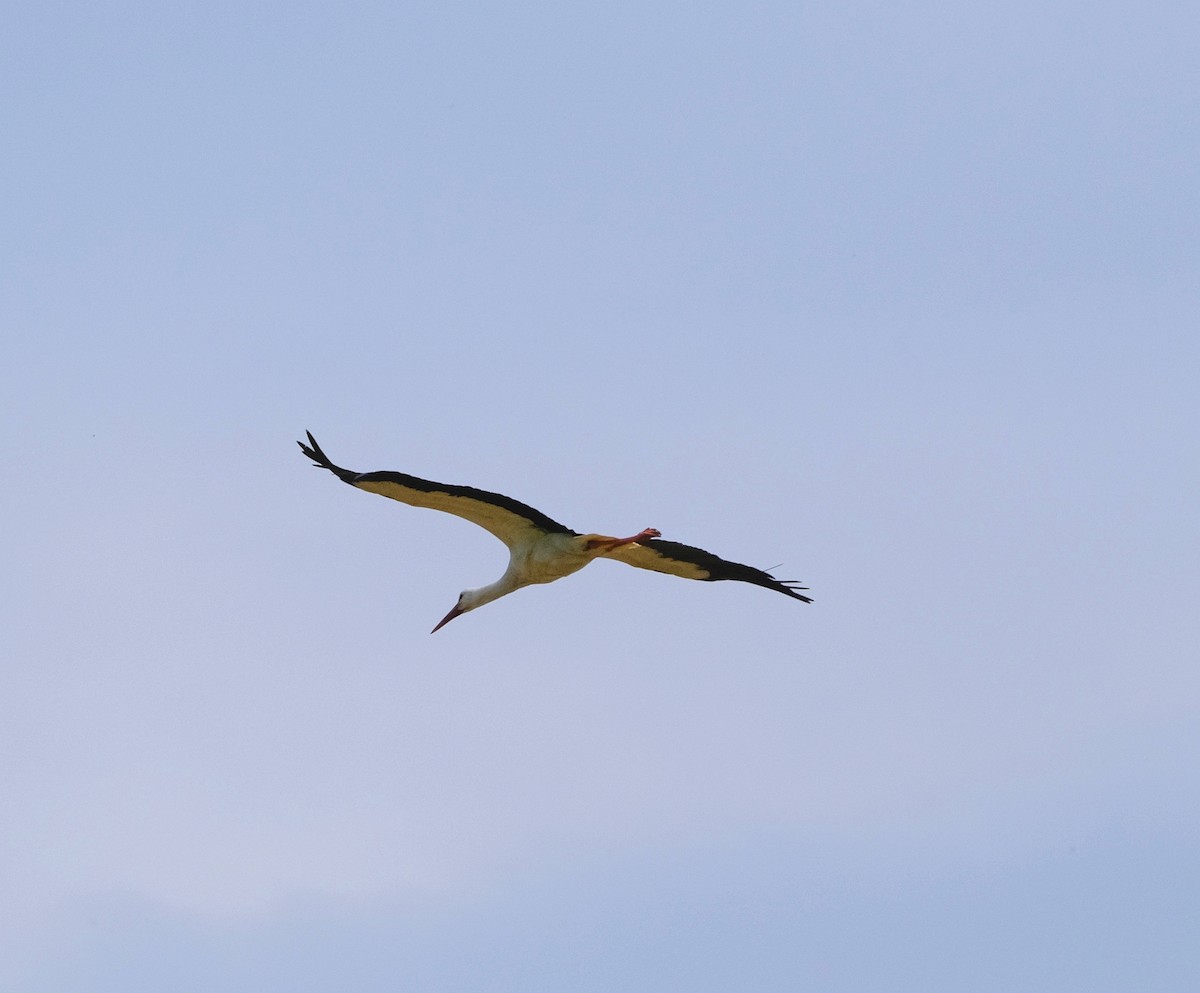 White Stork - Heiko Klatta