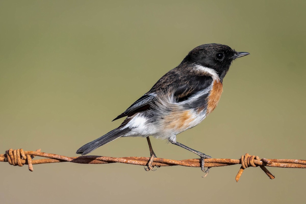 African Stonechat - Terence Alexander