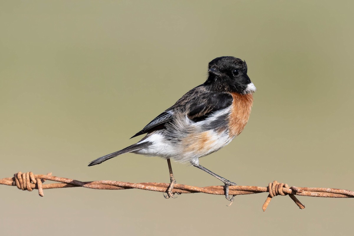 African Stonechat - Terence Alexander