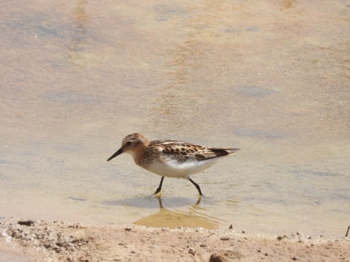 Zwergstrandläufer - ML602637601