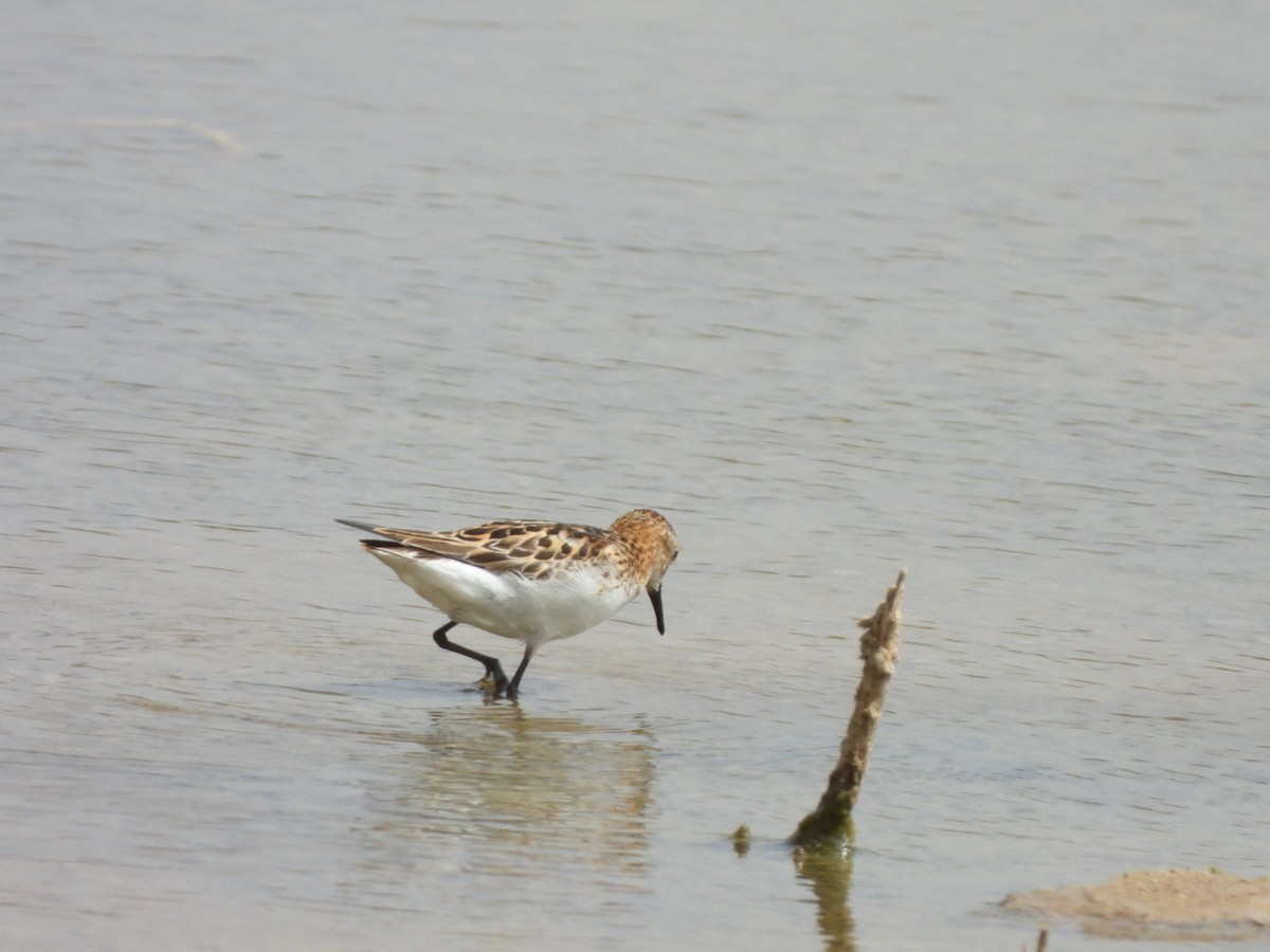 Zwergstrandläufer - ML602637671