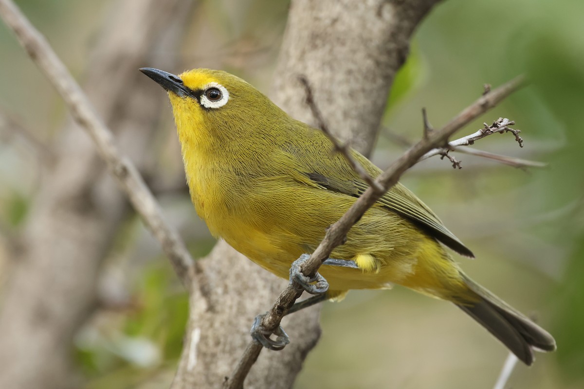 Northern Yellow White-eye - Tiago Guerreiro