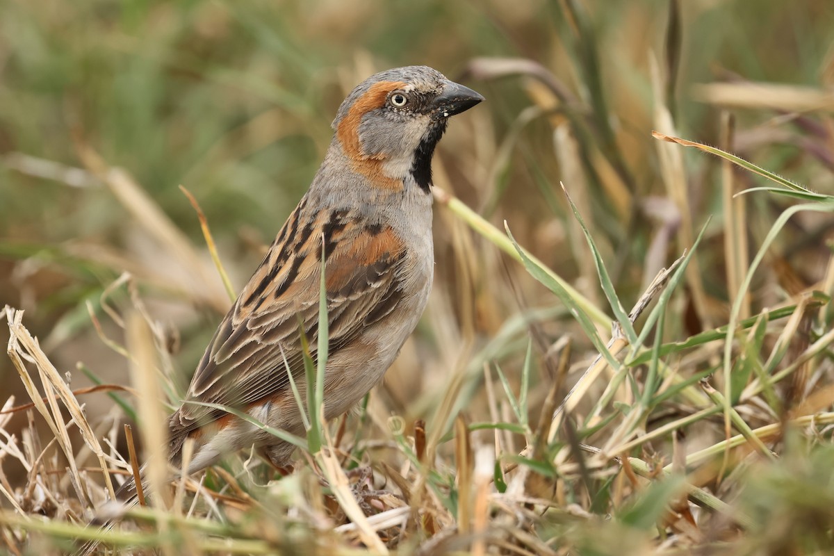 Kenya Rufous Sparrow - Tiago Guerreiro