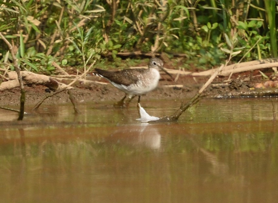 Solitary Sandpiper - ML602639281