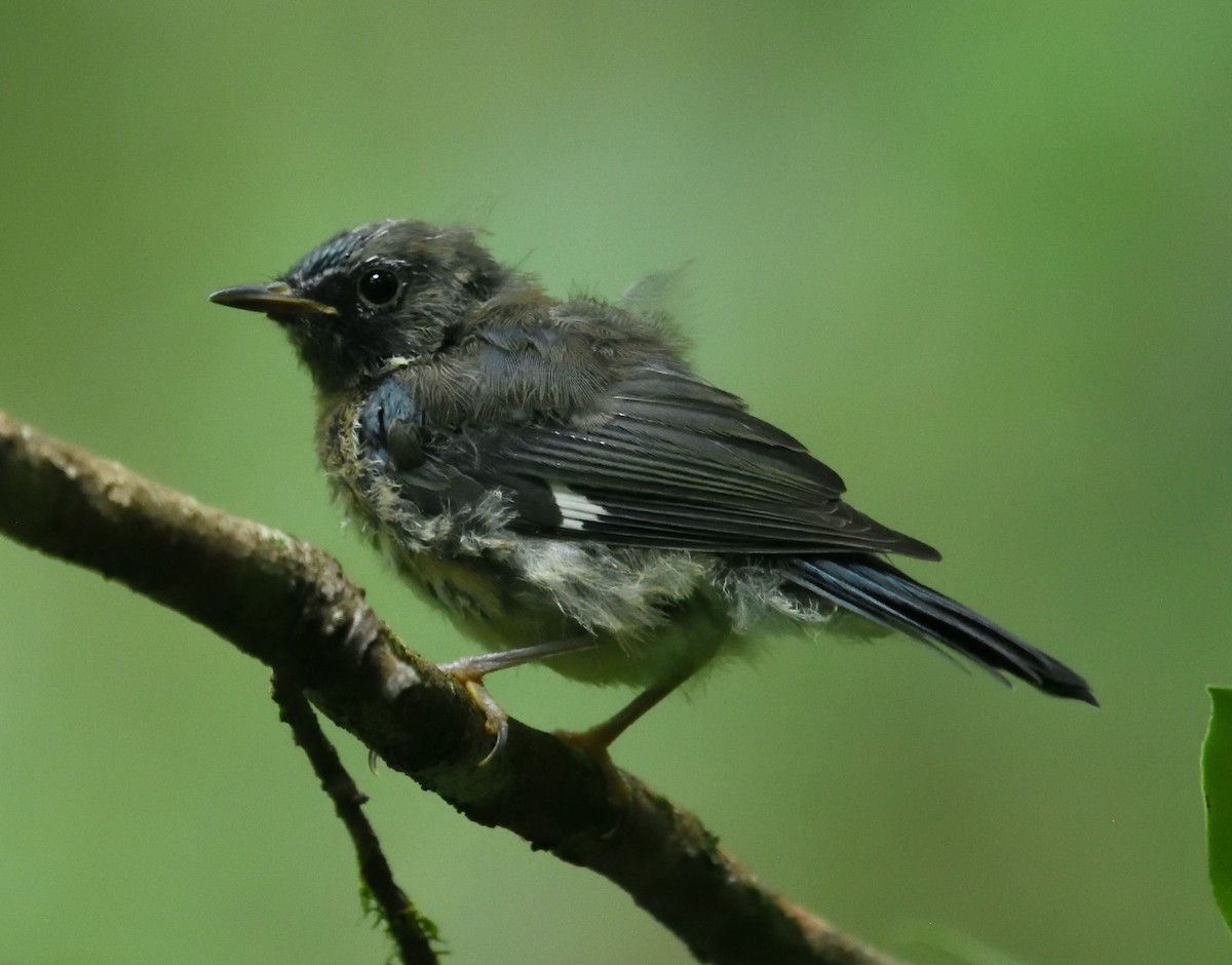 blåparula - ML602640321