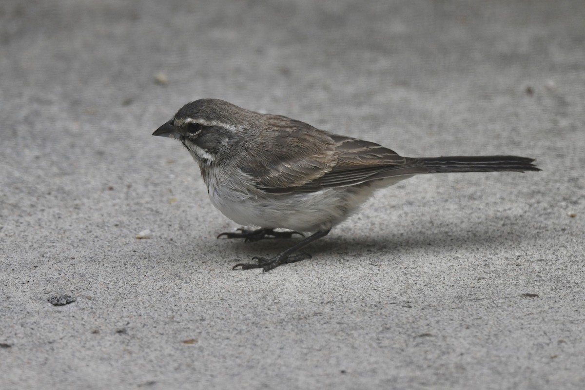 Black-throated Sparrow - Loren Wright