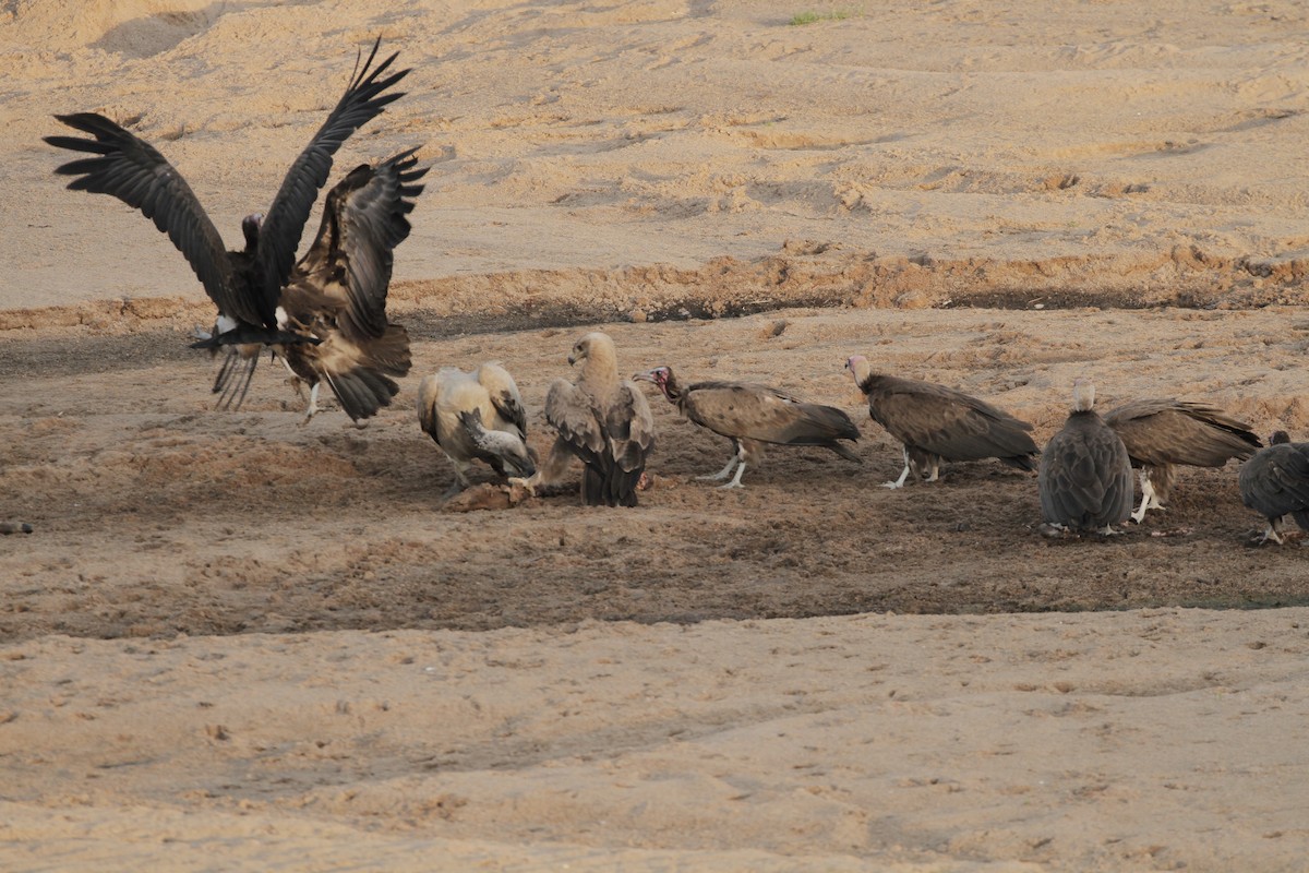 Tawny Eagle - ML602643361