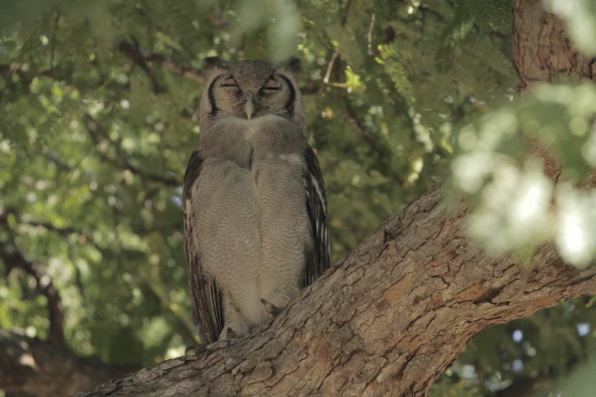 Verreaux's Eagle-Owl - Beate Apfelbeck