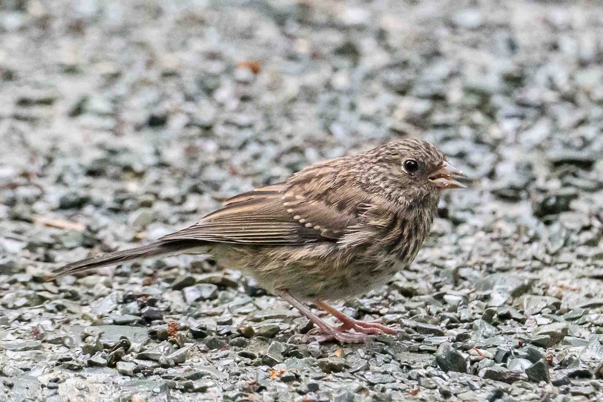 Dark-eyed Junco - ML602644611