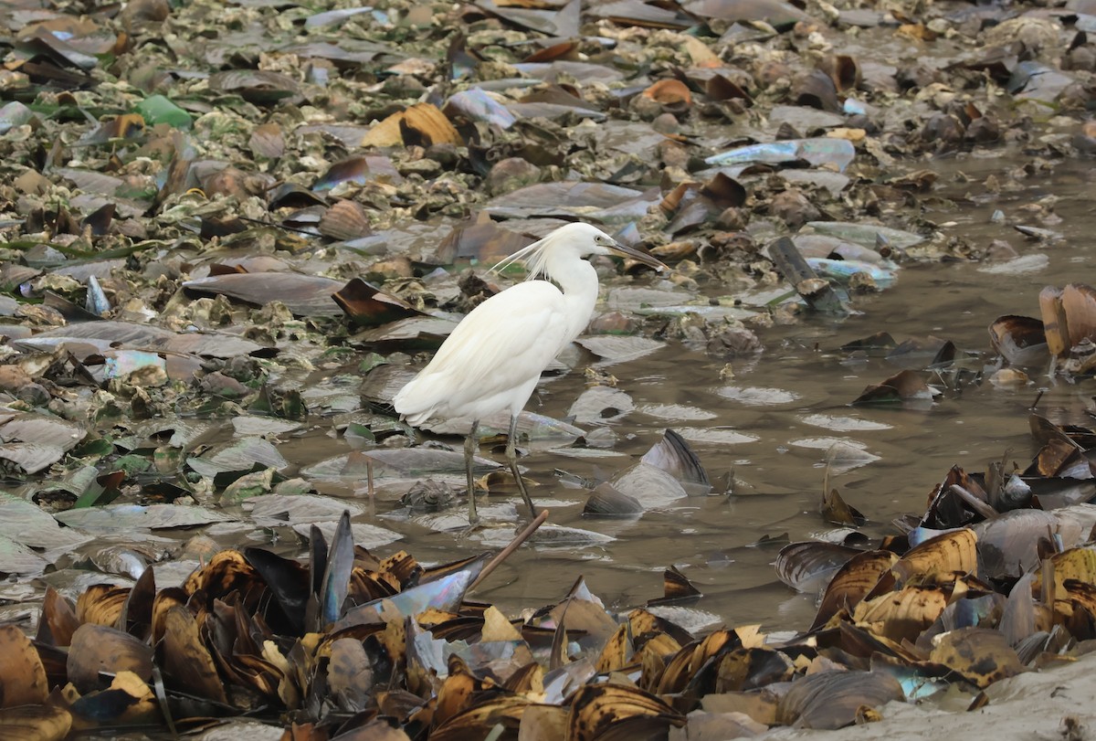 Aigrette de Chine - ML602644781