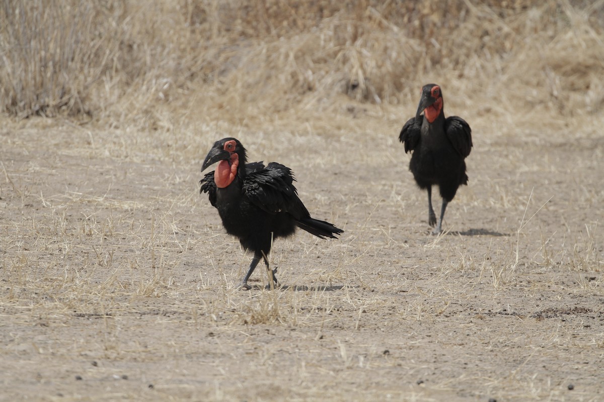 Southern Ground-Hornbill - Beate Apfelbeck