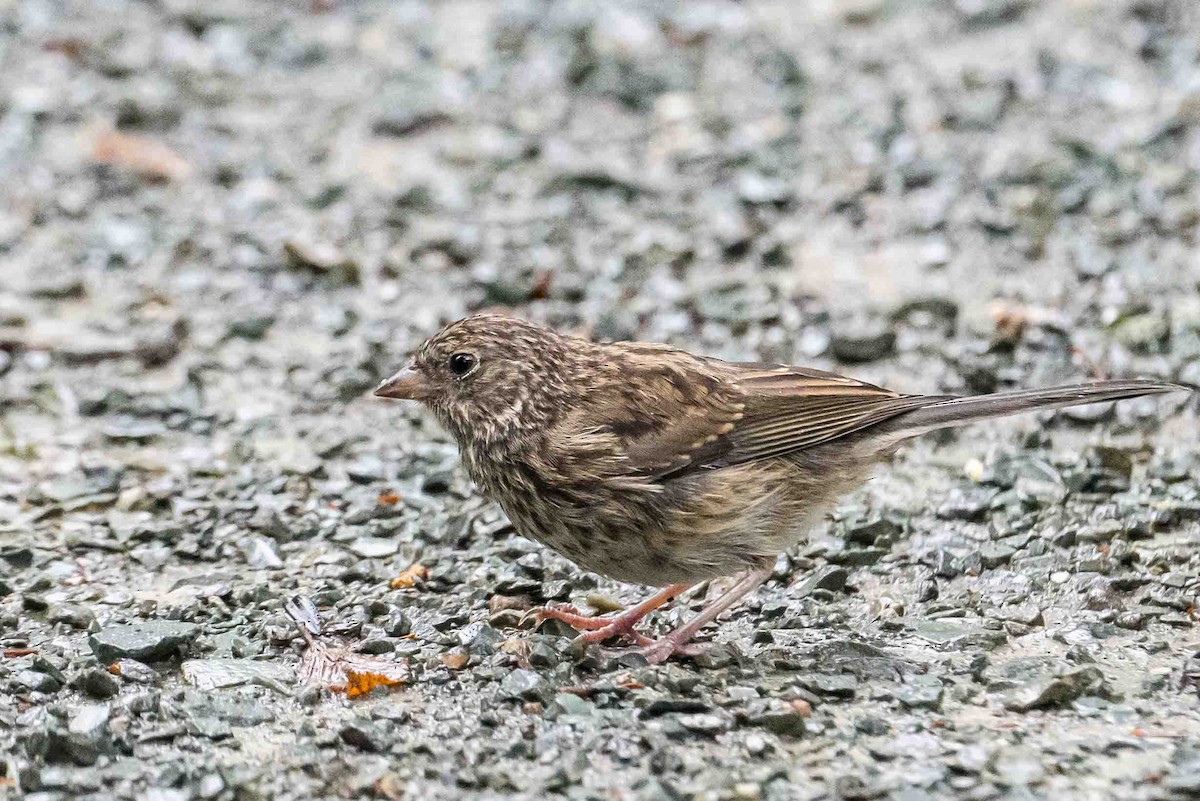 Dark-eyed Junco - ML602645041