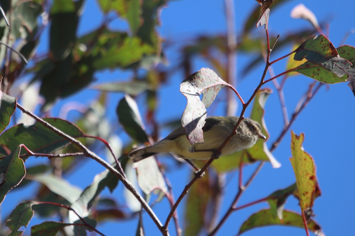 コバシムシクイ - ML602645651