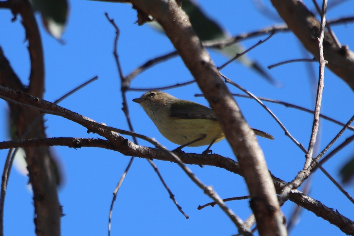 コバシムシクイ - ML602645691