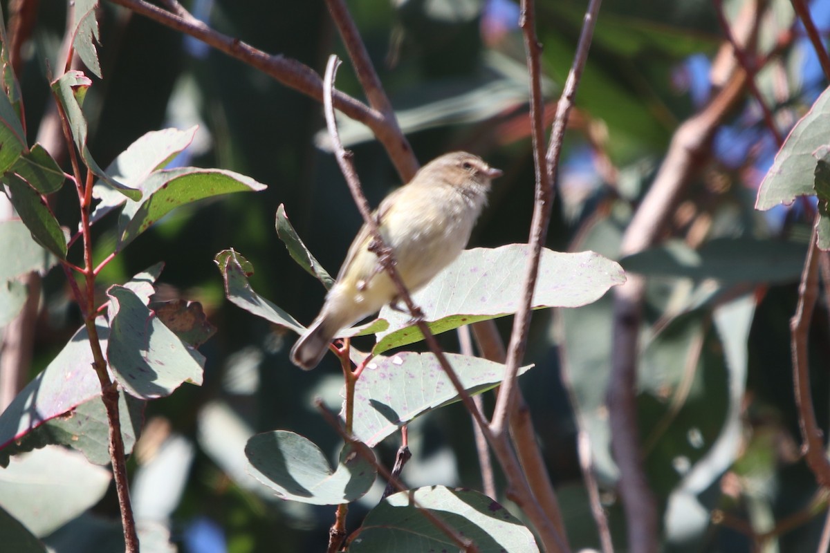 コバシムシクイ - ML602645721