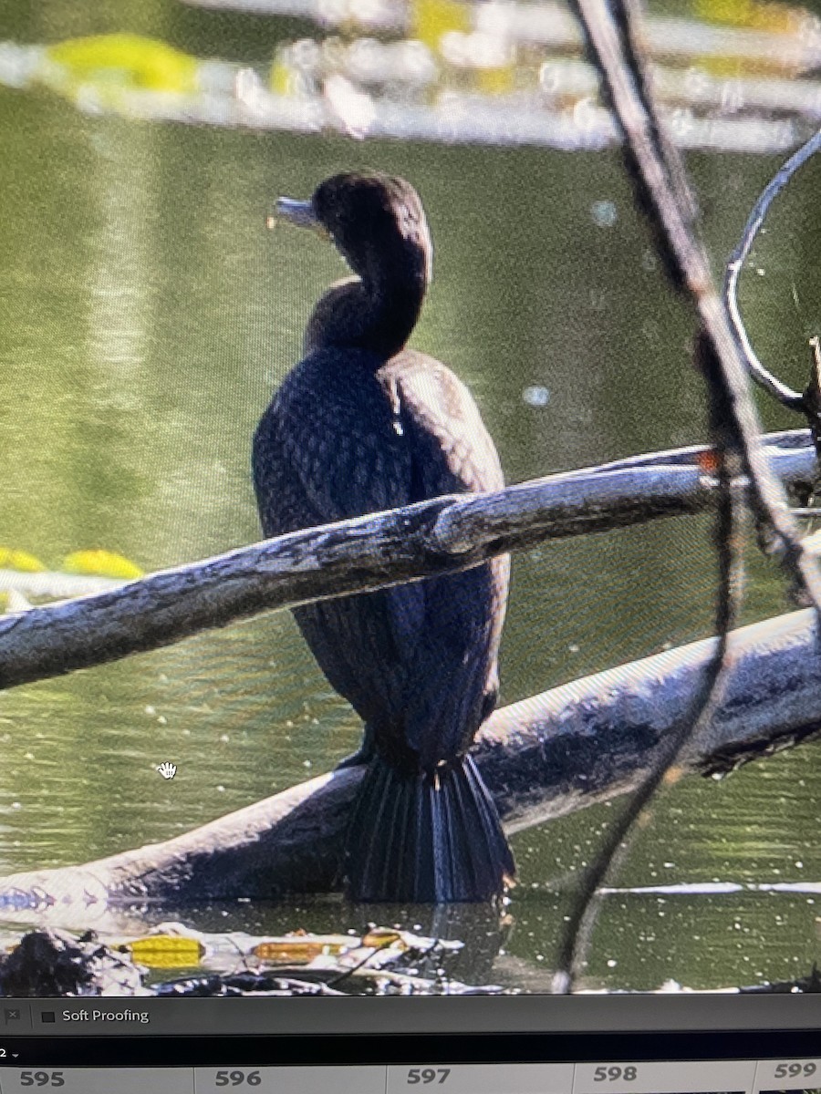 Neotropic Cormorant - ML602645921