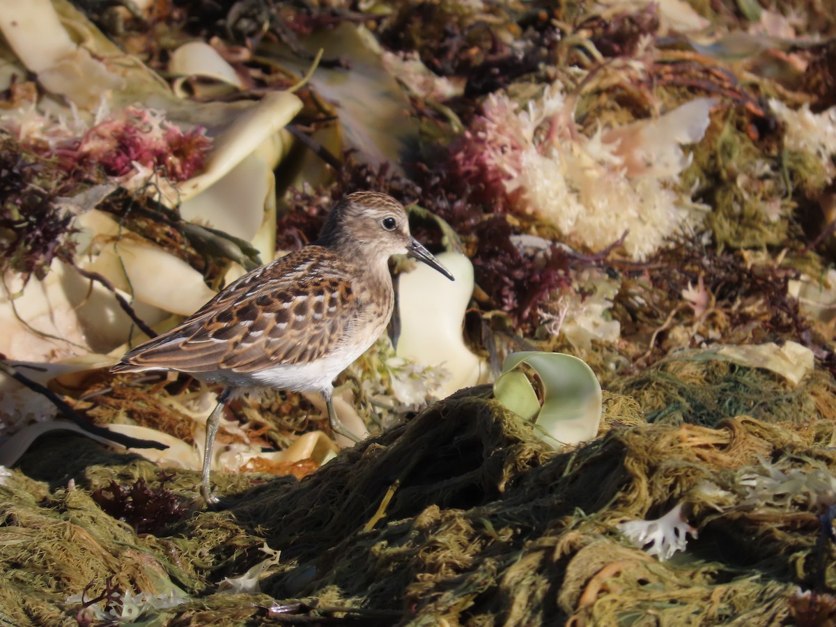 Least Sandpiper - ML602646851