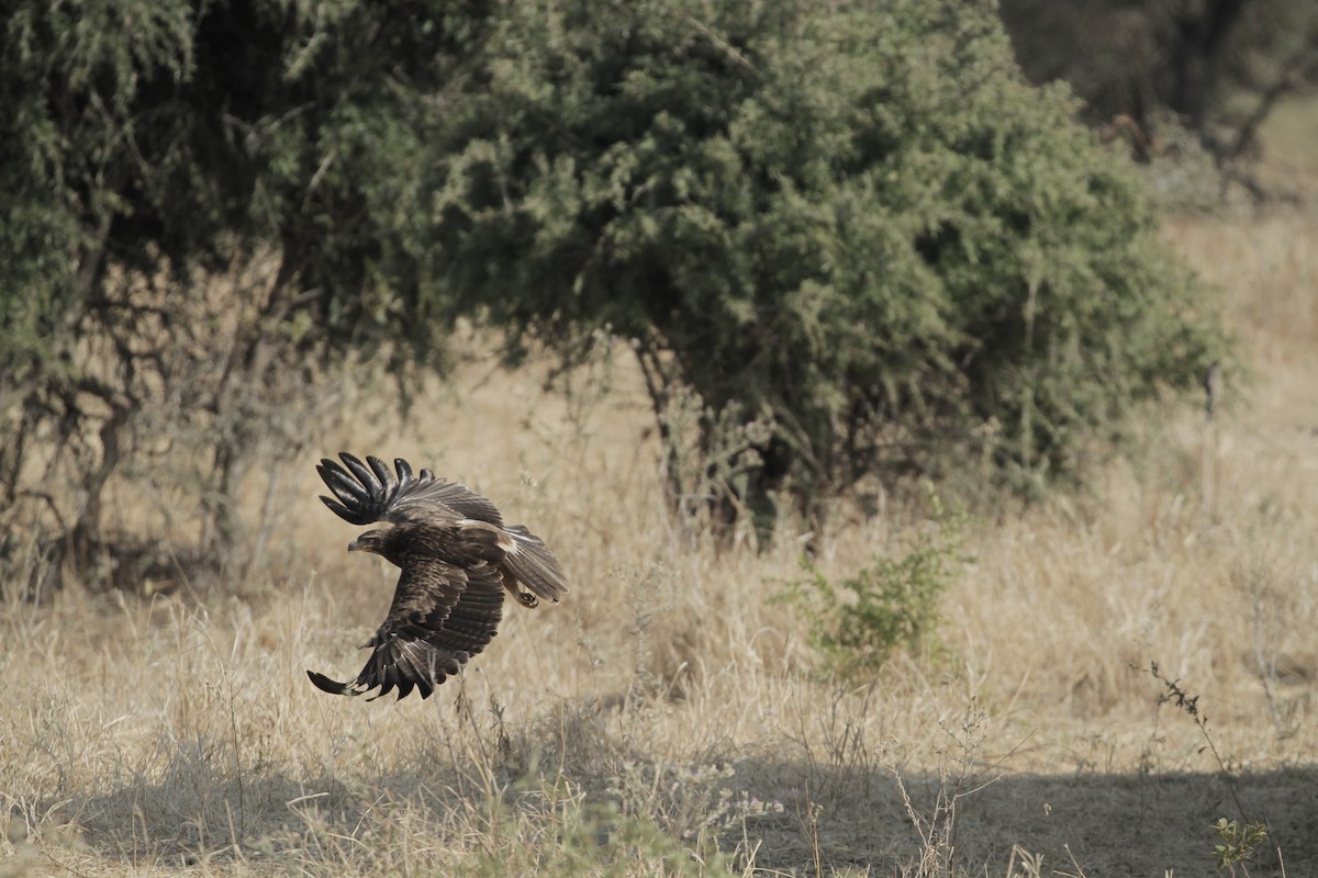 Águila Rapaz - ML602647971