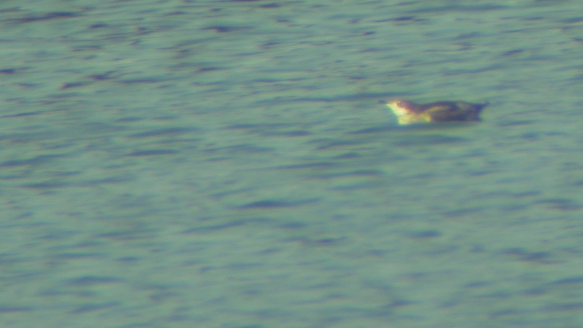 Long-billed Murrelet - Robert Tizard