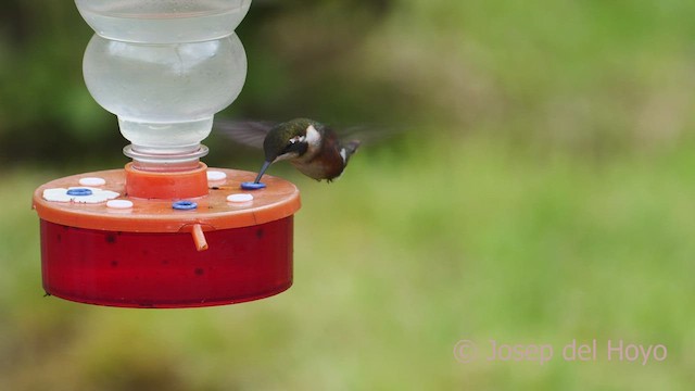 Colibrí de Mulsant - ML602648681