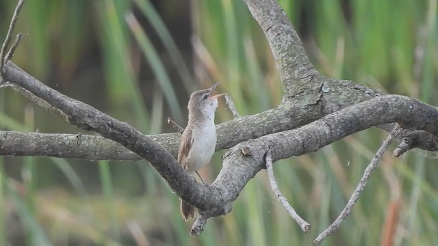 Clamorous Reed Warbler - ML602648711