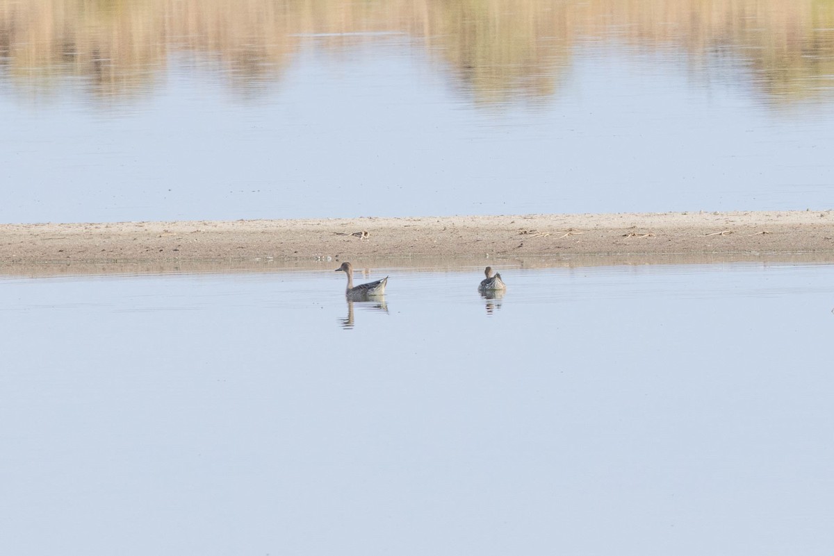 Northern Pintail - ML602648761