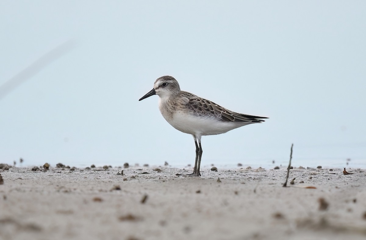 Semipalmated Sandpiper - ML602648971
