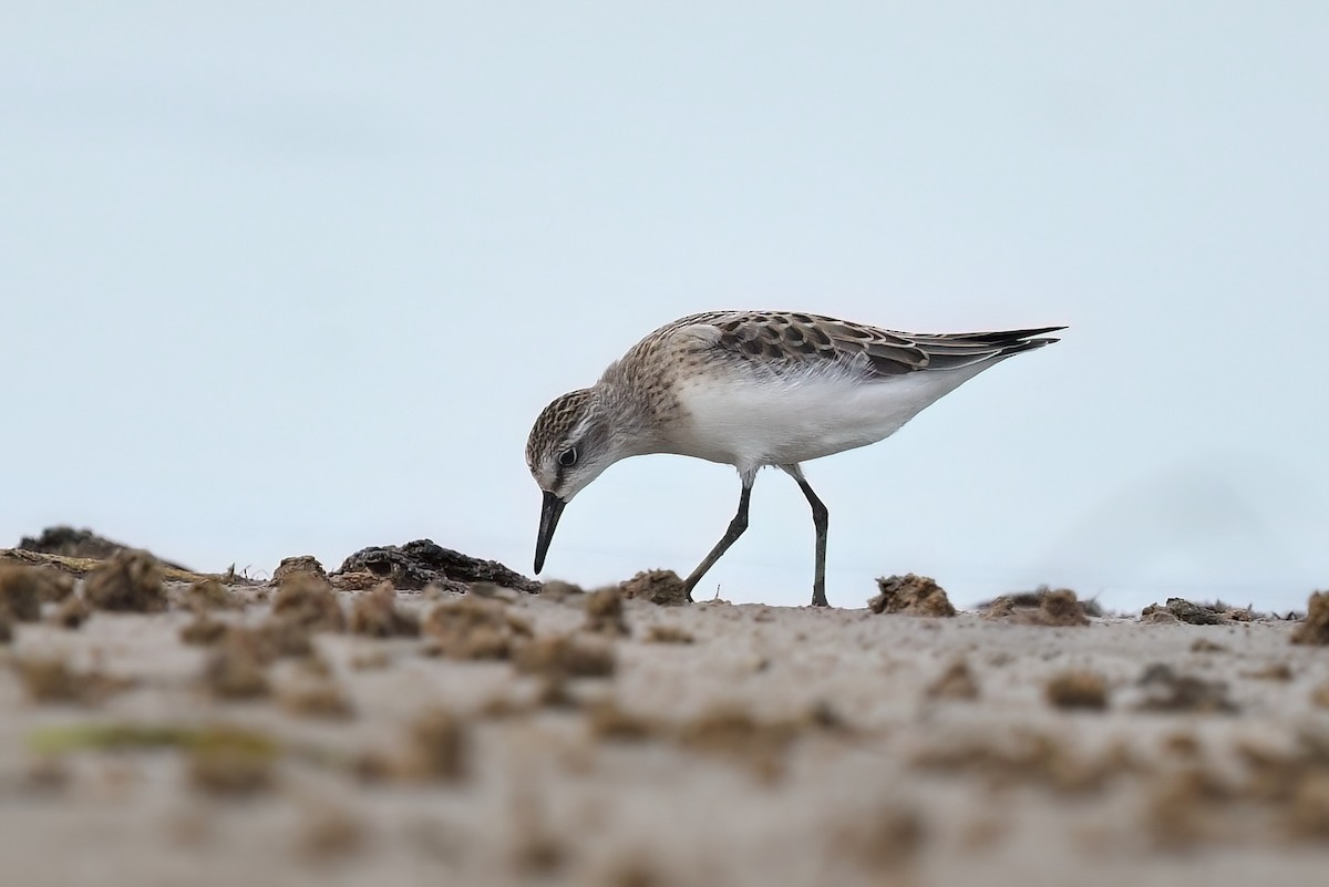 Semipalmated Sandpiper - ML602648981