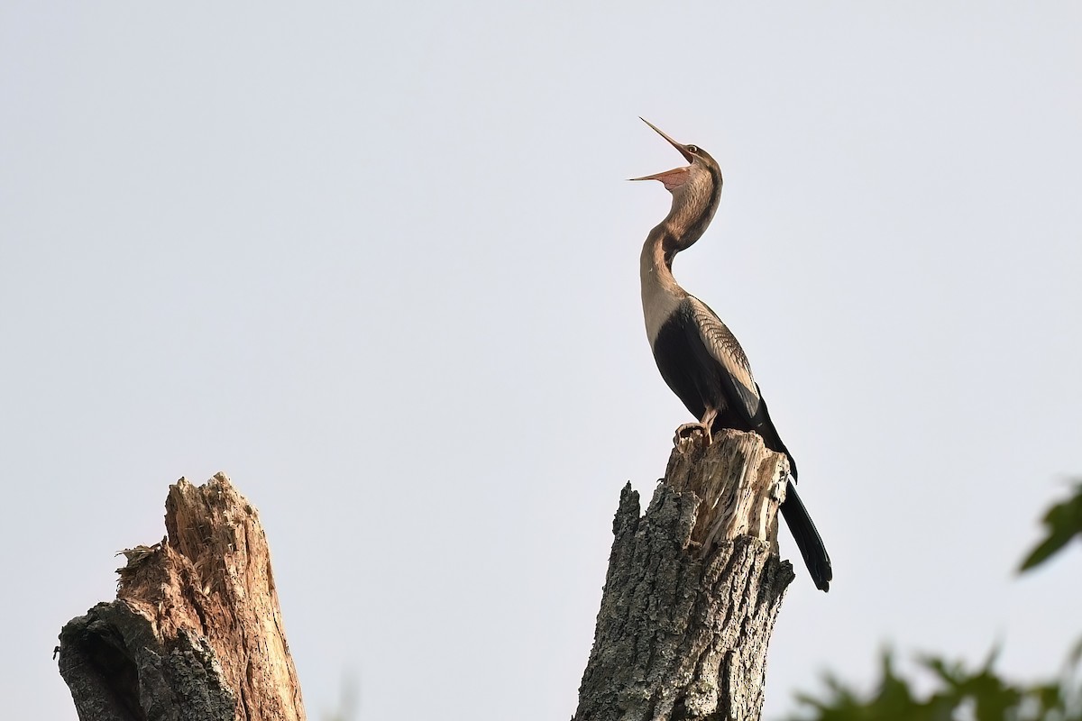 Anhinga - ML602649051