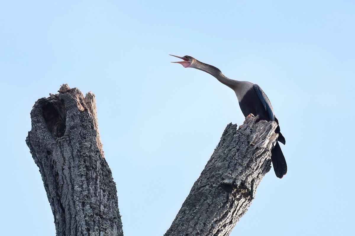 Anhinga - ML602649071