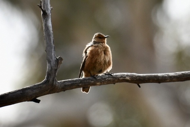 Rufous Treecreeper - Russell Waugh