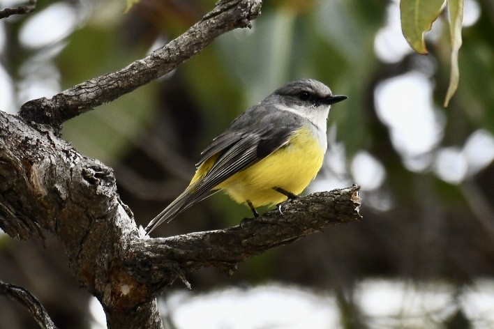 Western Yellow Robin - Russell Waugh